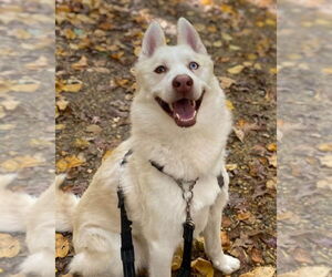 Maverick - Male Siberian Husky Dog for Adoption - Photo #5