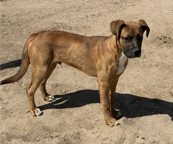 Medium Photo #3 Mutt Puppy For Sale in Hesperia, CA, USA