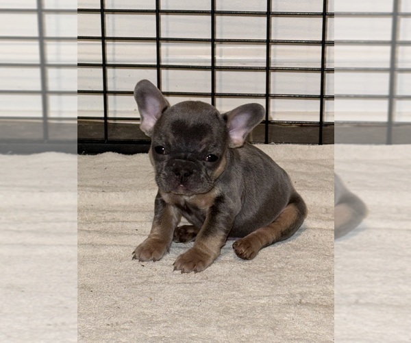 Medium Photo #5 French Bulldog Puppy For Sale in HILTON, NY, USA