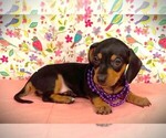 Small Photo #1 Dachshund Puppy For Sale in WINNSBORO, LA, USA