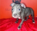 Small Photo #12 American Pit Bull Terrier Puppy For Sale in TRENTON, NJ, USA