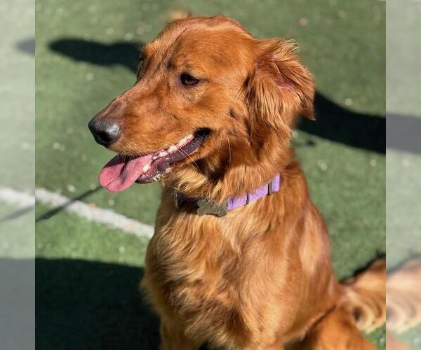 Medium Photo #3 Golden Retriever Puppy For Sale in San Diego, CA, USA