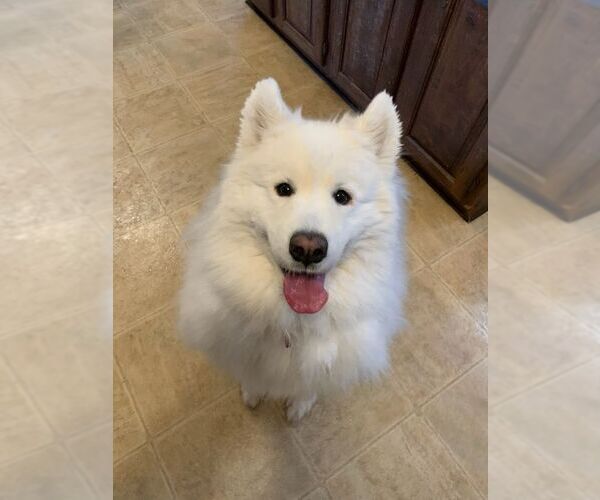 Medium Photo #1 Samoyed Puppy For Sale in Northfield, OH, USA