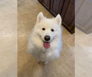 Samoyed Dogs for adoption in Northfield, OH, USA
