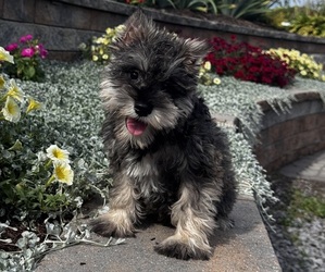 Schnauzer (Miniature) Puppy for sale in CANOGA, NY, USA