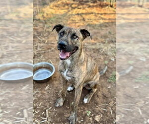 Catahoula Leopard Dog-Plott Hound Mix Dogs for adoption in Thorndale, TX, USA