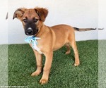 Small #2 German Shepherd Dog Mix