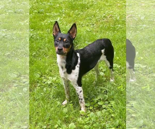 Medium Photo #1 Miniature Pinscher Puppy For Sale in Bloomingdale, NJ, USA