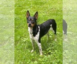 Small Miniature Pinscher