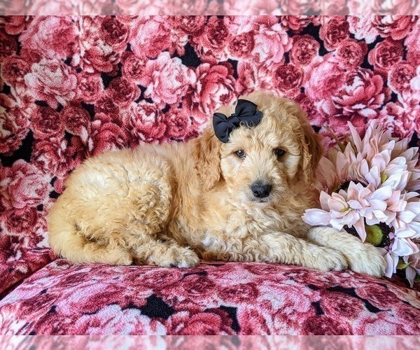 Medium Photo #5 Goldendoodle Puppy For Sale in PEACH BOTTOM, PA, USA