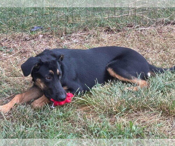 Medium Photo #2 German Shepherd Dog-Unknown Mix Puppy For Sale in Rustburg, VA, USA