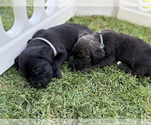 Medium Photo #53 Cane Corso Puppy For Sale in LIVERMORE, CA, USA