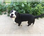 Small #2 American Pit Bull Terrier-Border Collie Mix