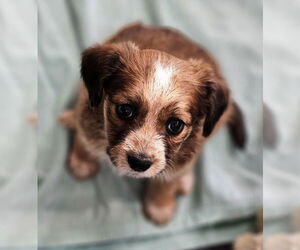 Border Terrier Dogs for adoption in Williamsburg, NM, USA