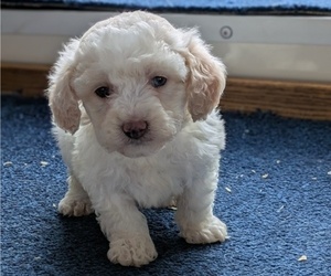 Medium Bichpoo