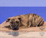 Small #2 American Pit Bull Terrier