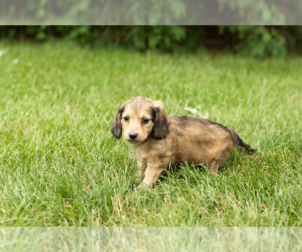 Medium Photo #3 Dachshund Puppy For Sale in MILFORD, IN, USA