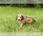 Small #2 Dachshund