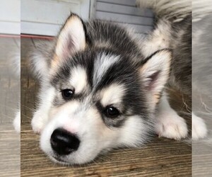 Pomsky Puppy for sale in SAVOY, MA, USA