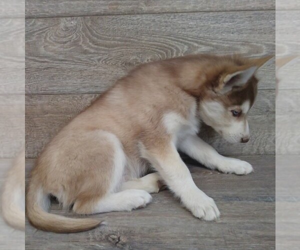 Medium Photo #3 Siberian Husky Puppy For Sale in SEYMOUR, MO, USA