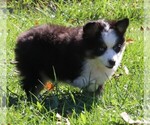 Small Photo #3 Miniature Australian Shepherd Puppy For Sale in MARION CENTER, PA, USA
