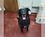 Small #8 Labrador Retriever