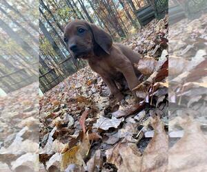 Redbone Coonhound Puppy for sale in SEQUATCHIE, TN, USA