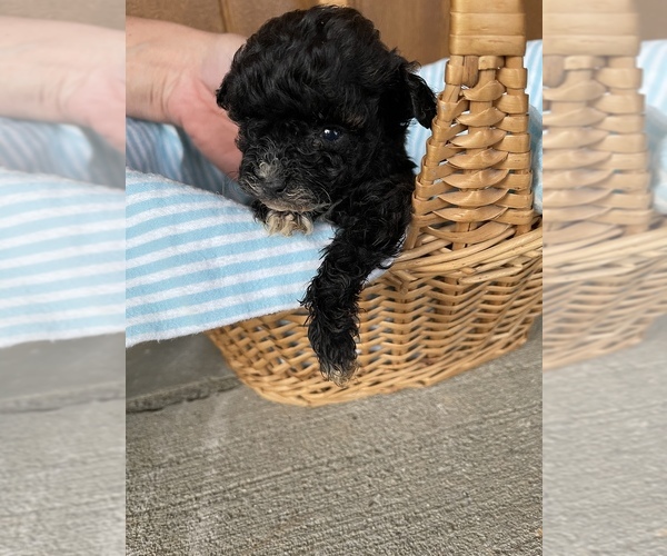 Medium Photo #2 Poodle (Toy) Puppy For Sale in CENTRALIA, IL, USA