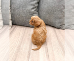Small Photo #5 Cavapoo (Miniature) Puppy For Sale in MILLERSBURG, OH, USA
