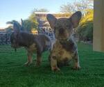 Small Photo #18 French Bulldog Puppy For Sale in N LAS VEGAS, NV, USA
