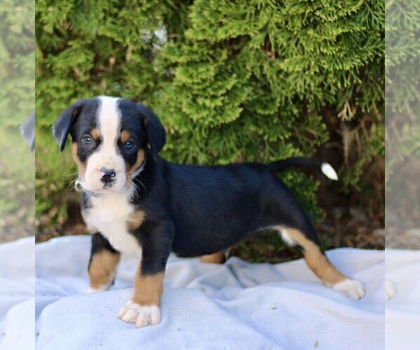 Medium Photo #3 Greater Swiss Mountain Dog Puppy For Sale in RONKS, PA, USA