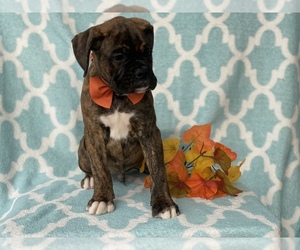 Boxer Puppy for sale in CEDAR LANE, PA, USA