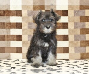 Schnauzer (Miniature) Puppy for sale in DENVER, PA, USA