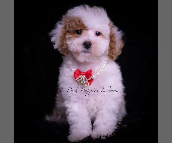 Medium Photo #81 Maltipoo (Miniature) Puppy For Sale in WARSAW, IN, USA
