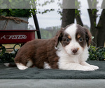 Puppy Cuddles Miniature Australian Shepherd