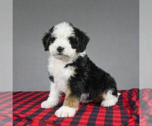 Miniature Bernedoodle Puppy for sale in DALTON, OH, USA