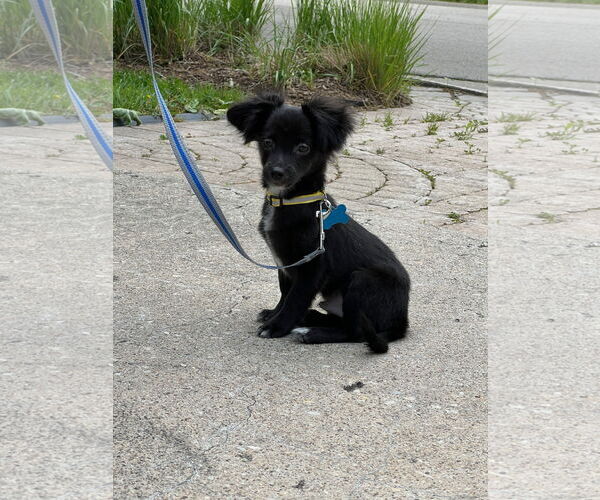 Medium Photo #2 Chihuahua-Unknown Mix Puppy For Sale in Plainfield, IL, USA