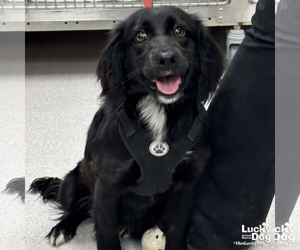 Medium Photo #1 Colonial Cocker Spaniel-Unknown Mix Puppy For Sale in Washington, DC, USA