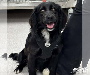 Colonial Cocker Spaniel-Unknown Mix Dogs for adoption in Washington, DC, USA