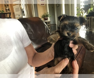 Yorkshire Terrier Puppy for sale in SOAP LAKE, WA, USA