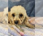 Small Photo #1 Poodle (Miniature) Puppy For Sale in Bon Carbo, CO, USA