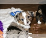 Small Photo #13 Aussie-Corgi Puppy For Sale in LIND, WA, USA