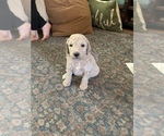 Small Photo #1 Goldendoodle Puppy For Sale in GARNET VALLEY, PA, USA