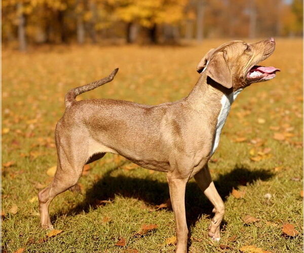 Medium Photo #2 American Pit Bull Terrier-Unknown Mix Puppy For Sale in Talladega, AL, USA