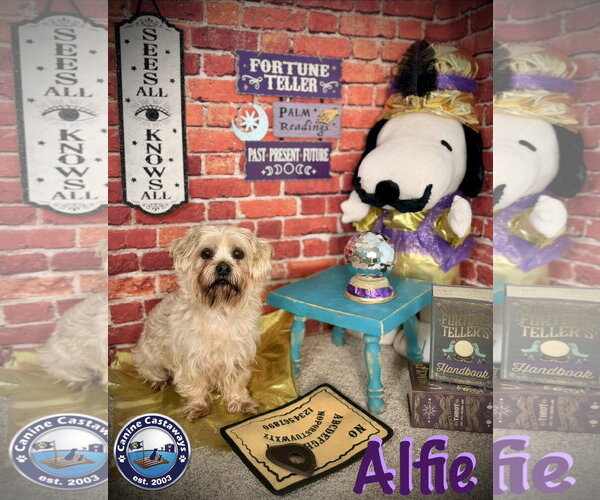 Medium Photo #4 Poodle (Miniature)-Unknown Mix Puppy For Sale in Arcadia, FL, USA