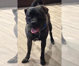 Pug-Unknown Mix Dogs for adoption in Rockwall, TX, USA