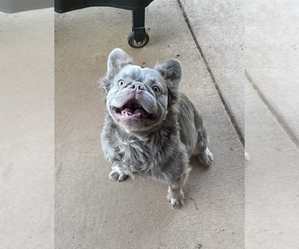 Medium Photo #5 French Bulldog Puppy For Sale in FRANKLIN, IN, USA