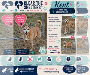 German Pinscher-Thai Ridgeback Mix Dogs for adoption in Orange Grove, TX, USA