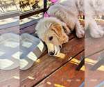 Small Photo #7 Great Pyrenees Puppy For Sale in Spring, TX, USA