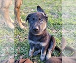 Small Photo #2 German Shepherd Dog Puppy For Sale in NATHALIE, VA, USA